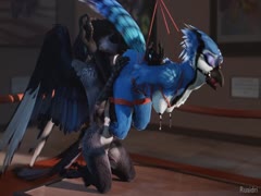 Bird animal sex with parrot getting smashed